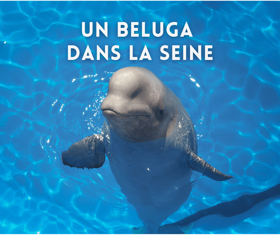 Un beluga dans la Seine