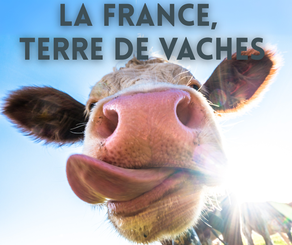 La France, terre de vaches…